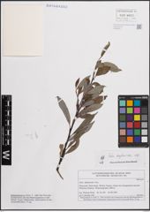 Foto von Salix daphnoides Vill.